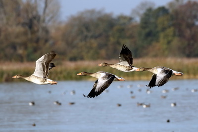 Flüsse beflügeln Fliegende Gänse